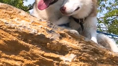 COUPLE OF HUSKY HAVE ROMANTIC PLACE ON THE TREE