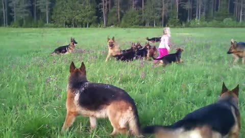 Litle girl 5 years playing with 14 german shepherds