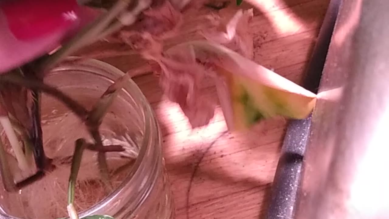 Prayer Plant Cutting is Blooming