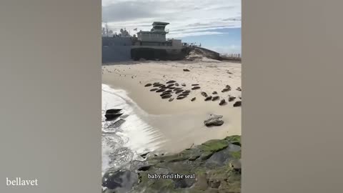 Best funniest animal vidios off the week