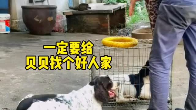 《三哥与狗》这狗的智商情商都高！你觉得如何？#狗是人类最忠诚的朋友 #这狗成精了 #万物皆有灵性 #小狗狗能有什么坏心思 #