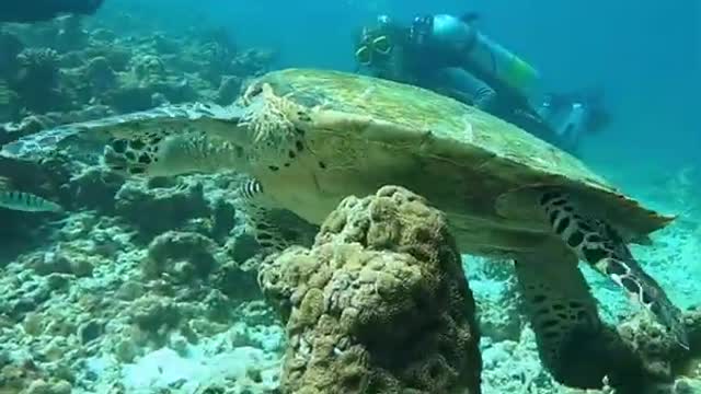 Sea Turtles video