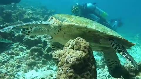 Sea Turtles video