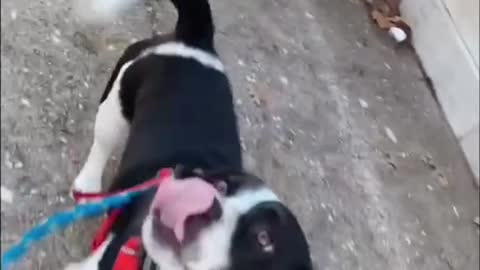 The happiest little walker