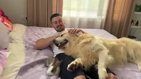 Golden Retriever Funny Reaction to Adorable Bunny