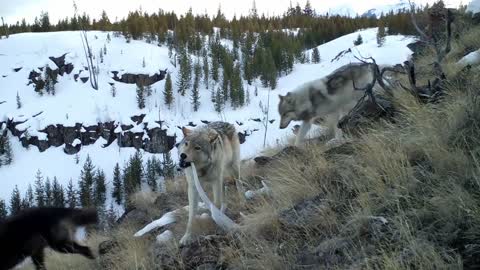 The Gray Wolf, Orchestrator of Balance