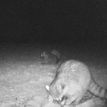 Racoons Eating Seeds ASMR!