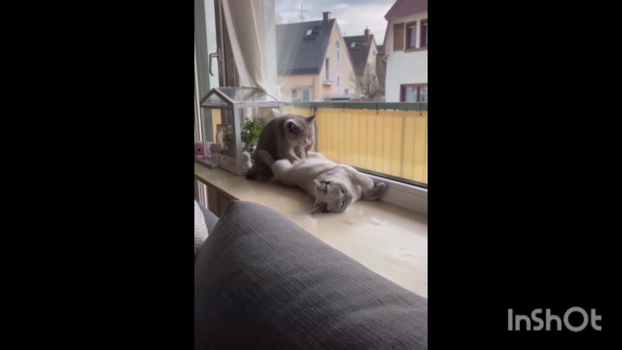 Pets cate funny videos all kids
