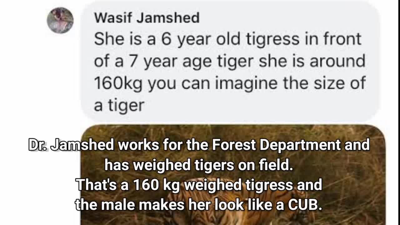 Huge Male Bengal Tigers - Part 1