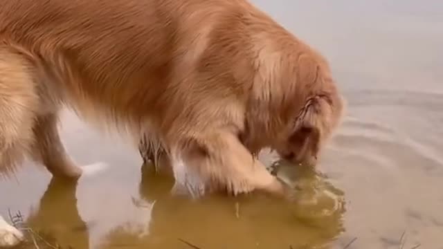 What a kind dog.