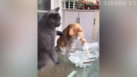 Funny animals