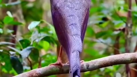 The MOST EXPENSIVE BIRD