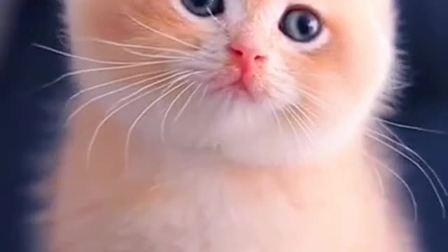 Cute Baby Cat WhatsApp Status 💫❣️Cute Cat Status Video raataan lambiyan |Animals Profile#shorts#cat