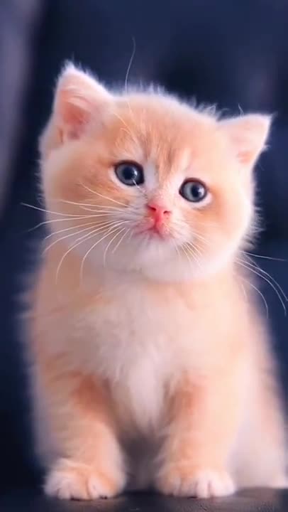 Cute Baby Cat WhatsApp Status 💫❣️Cute Cat Status Video raataan lambiyan |Animals Profile#shorts#cat