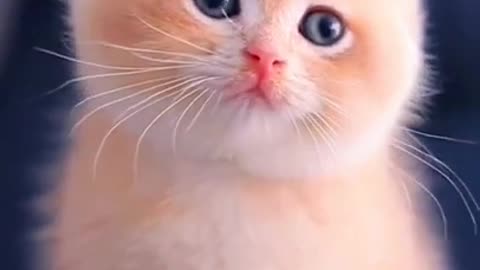 Cute Baby Cat WhatsApp Status 💫❣️Cute Cat Status Video raataan lambiyan |Animals Profile#shorts#cat