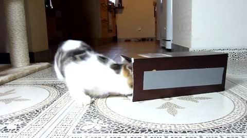 The best Funny Playing Cats and Dancing Kittens