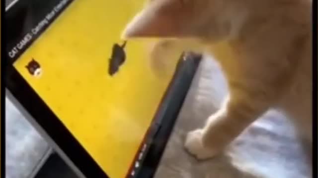 Super Funny cat cute Videos