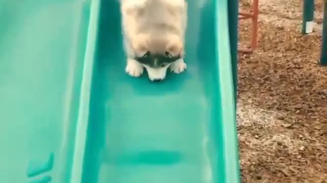 fat dog stairs