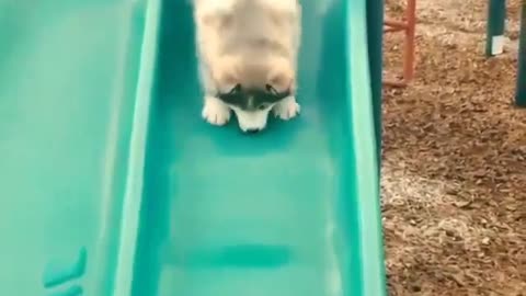 fat dog stairs