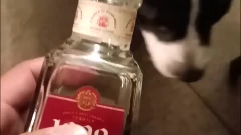 Dog licks liquor bottle