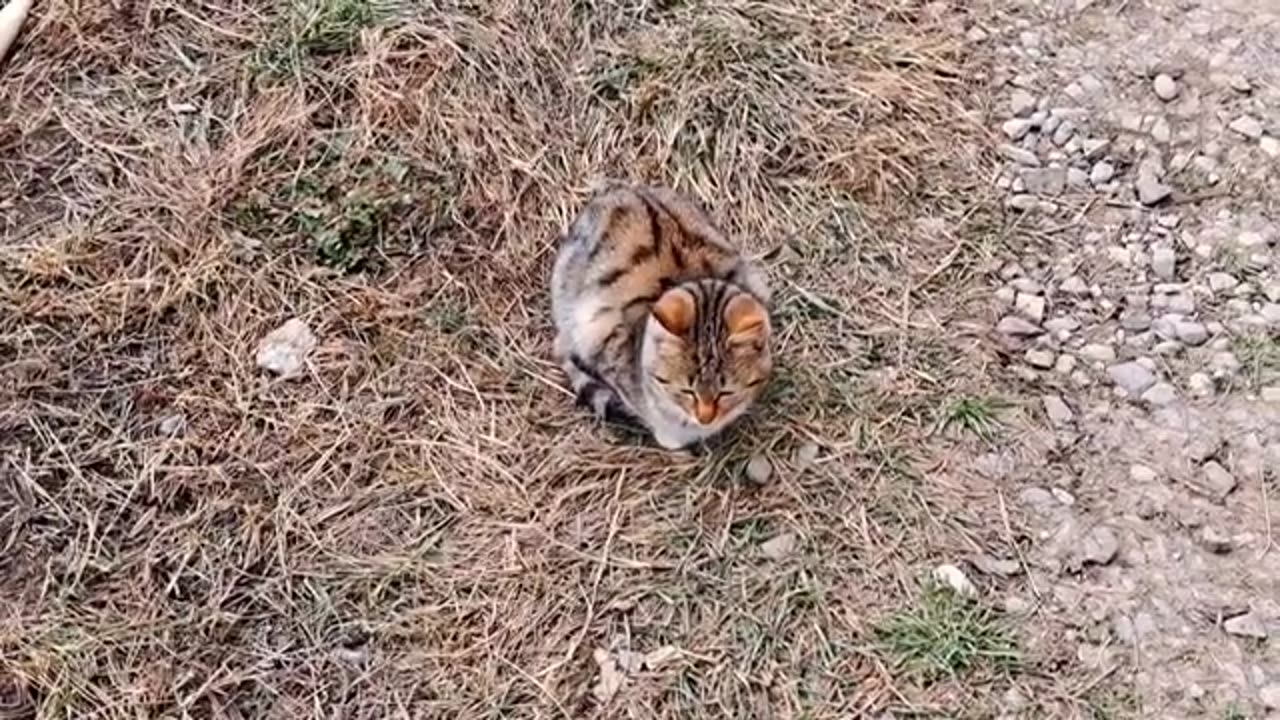 A cute kitten is playing 🥰 Colorful cute cat.