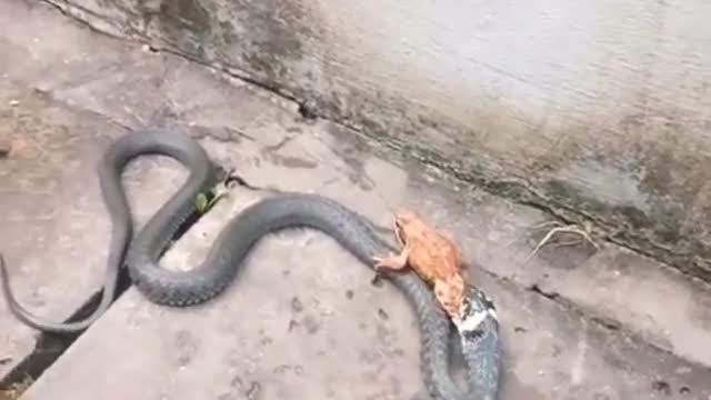 Snake fighting frog