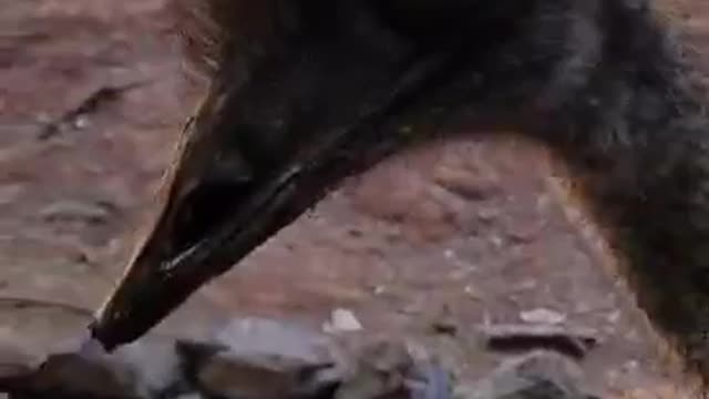 my mum getting attacked by a aussie emu she or he want the food