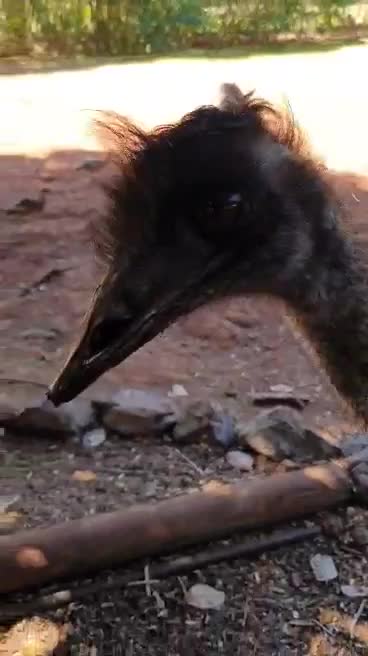 my mum getting attacked by a aussie emu she or he want the food