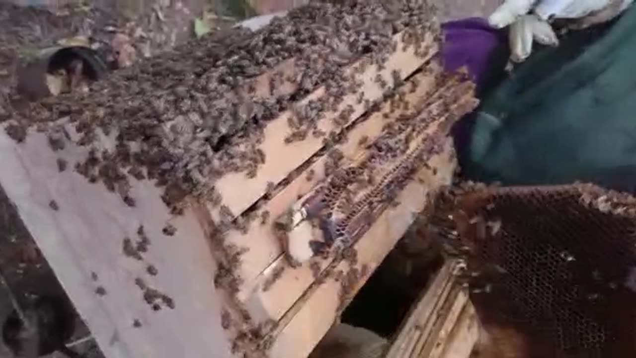 Carefully Replacing The Honeycomb