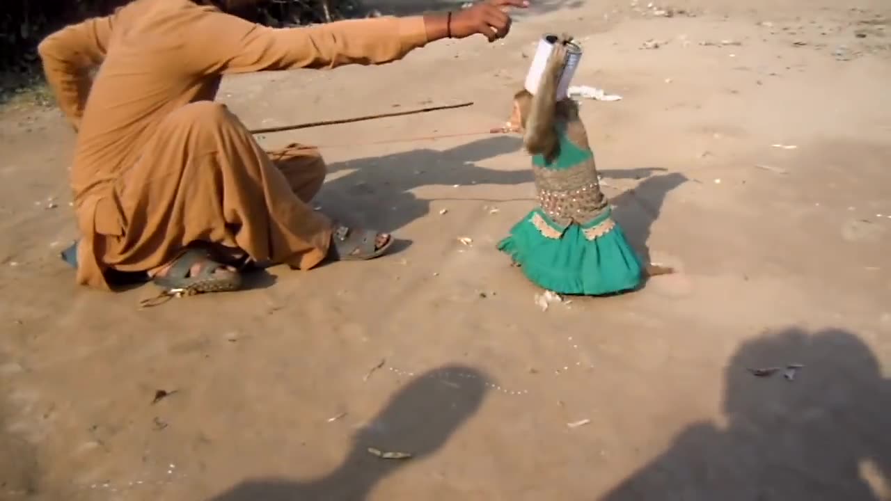 Funny Animal Monkey Dance video just like human dance