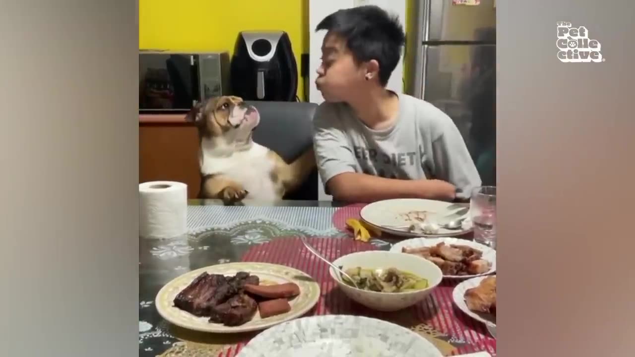 Funny Animal Videos