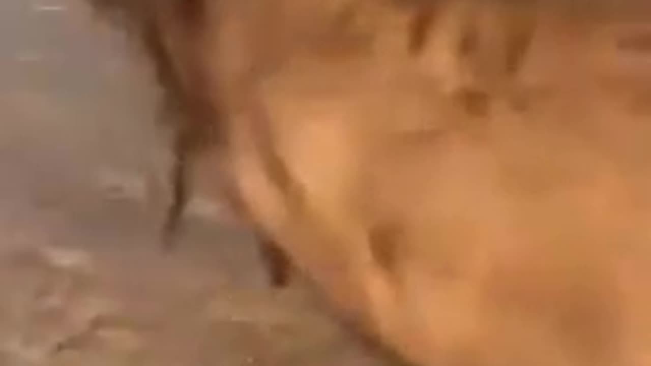 Bactrian Camels shed their winter coats every year