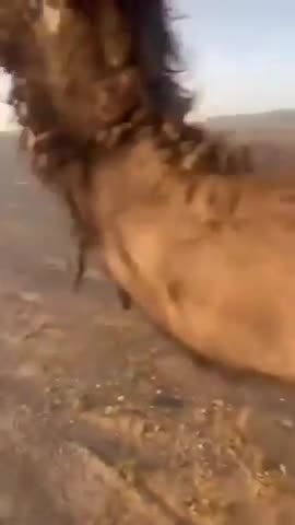 Bactrian Camels shed their winter coats every year