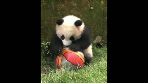 The Lovely Daily Life of the National Treasure Giant Panda