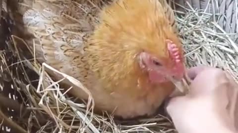 The Corrupt Hen: A Fowl Play
