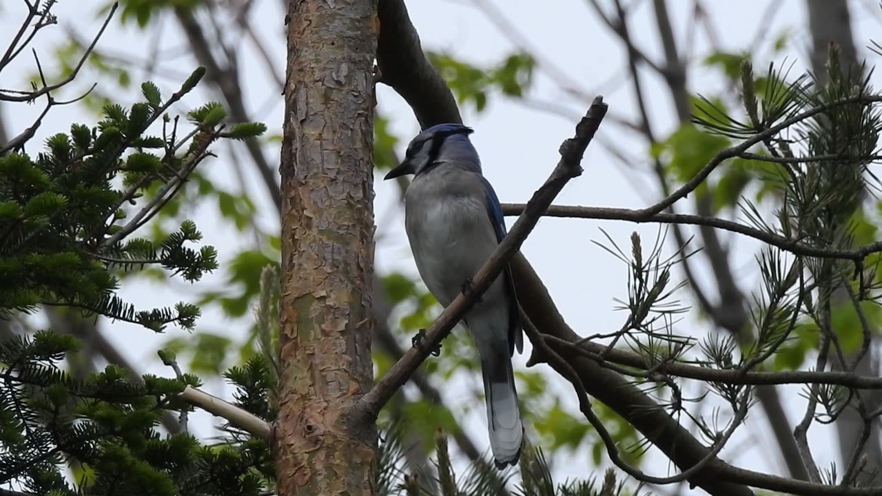 blue jay