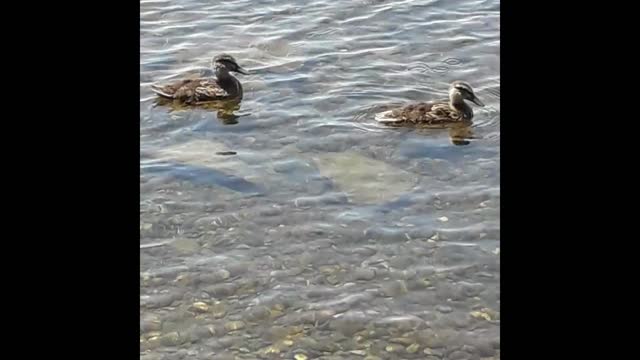 അമ്മയുടെ പരിപാലനം,കാനഡ -ഗറ്റിൻനോ-നദി/Canada- Ottawa-Gatineau river /Nature Love