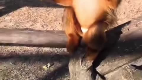 When a smart golden monkey needs food