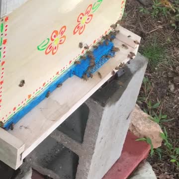 Frangipani Landing Board August 2nd 2021