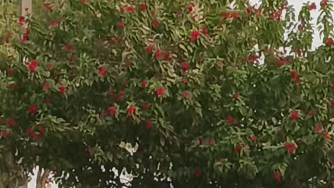 Dammam beach par B'nai gai beautiful video