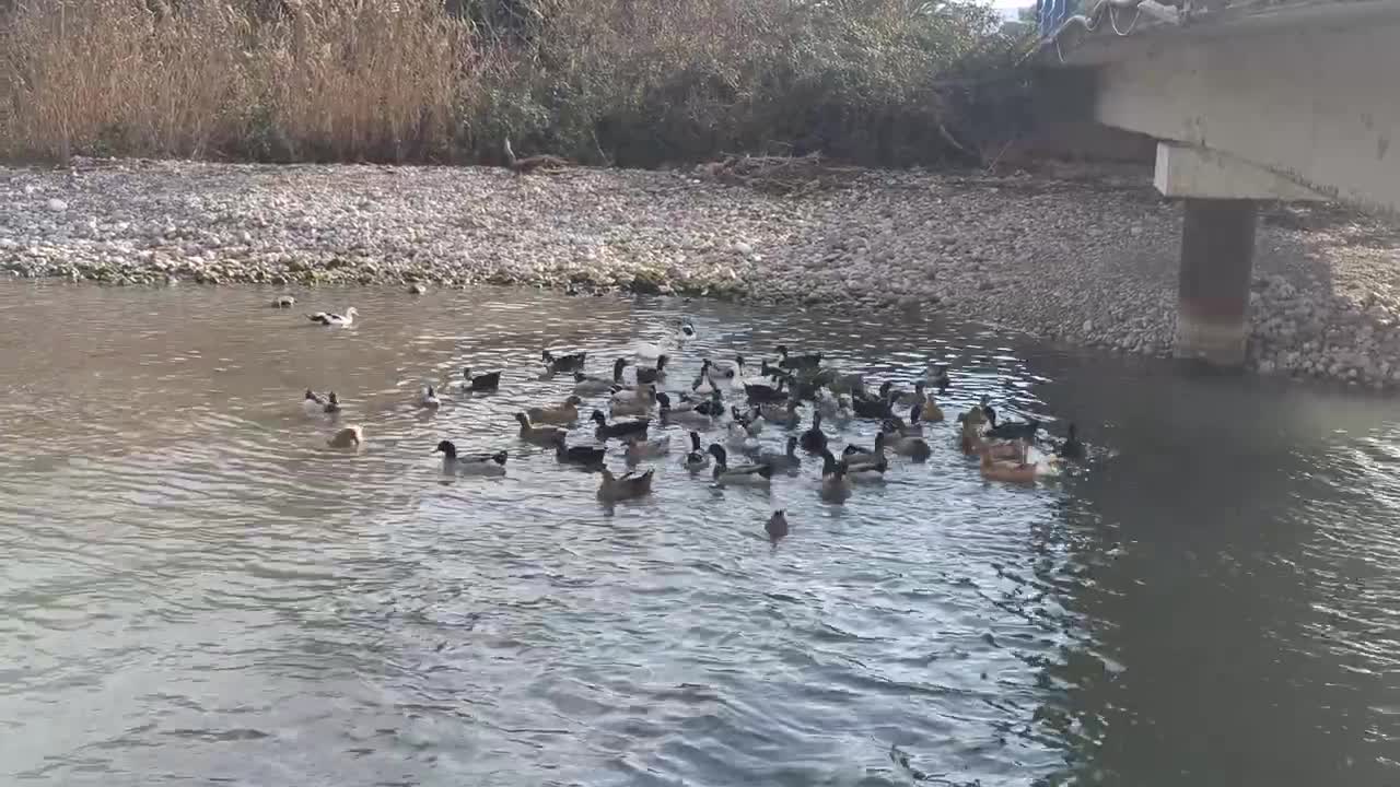 Geese, ducks and other birds in the river channel