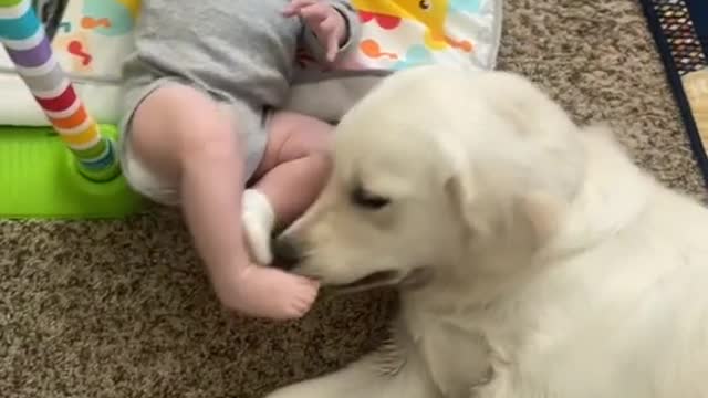 Dumb dog