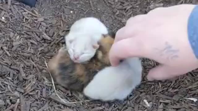 Kitten rescue was amazing