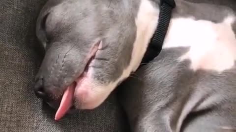 Funny Dogs Sleeping Positions 😂| Dont Try To Hold Back The Laughter!🤣 Let It Flow