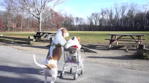 Dogs' Epic Shopping Cart Voyage_ Funny Dogs Maymo & Penny
