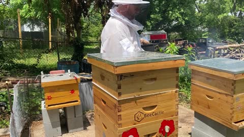 WALK AWAY SPLIT FOR BEGINNER BEE KEEPERS