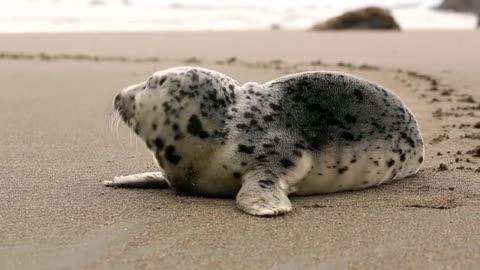 cute baby of seal