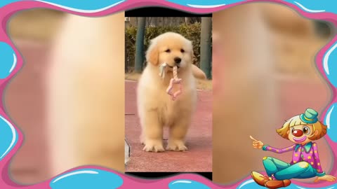 Funny dog videos