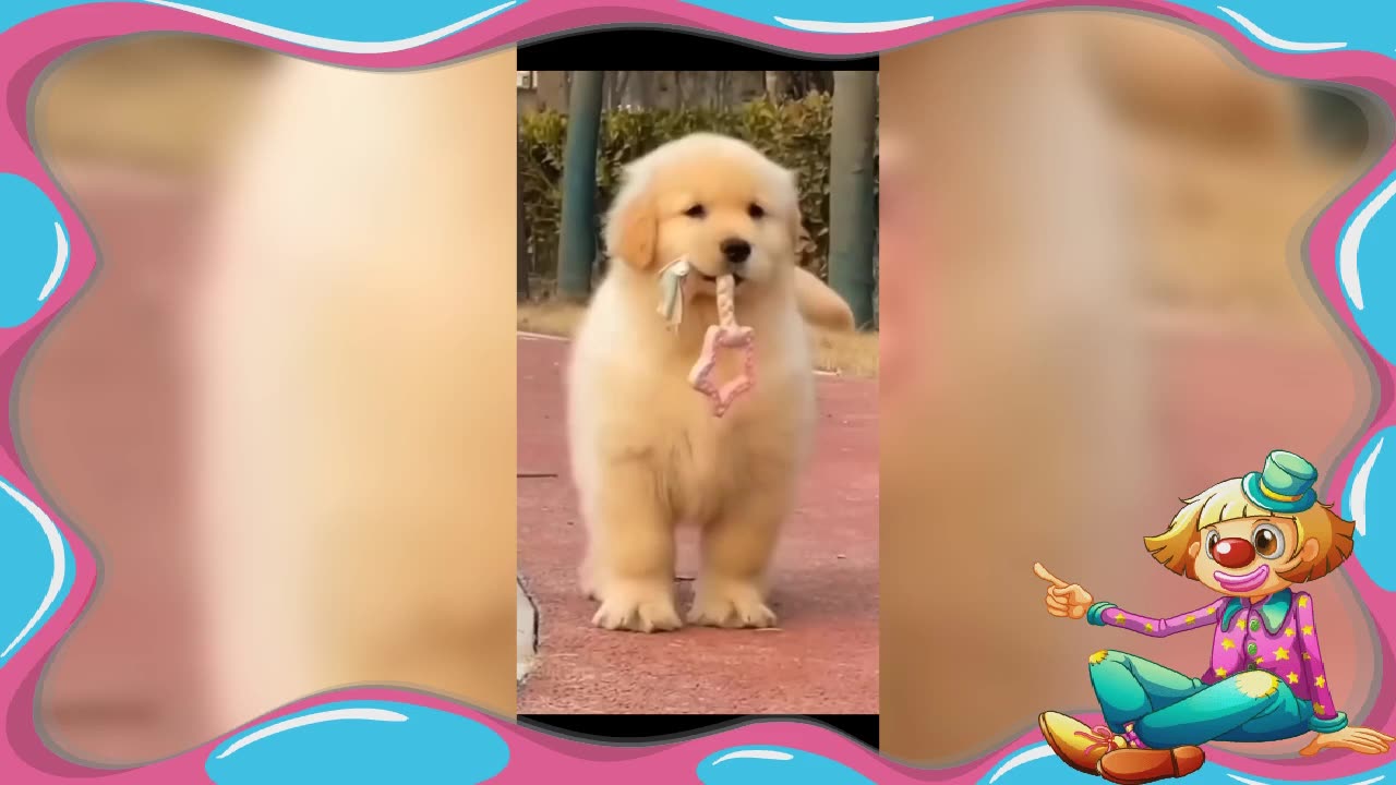 Funny dog videos