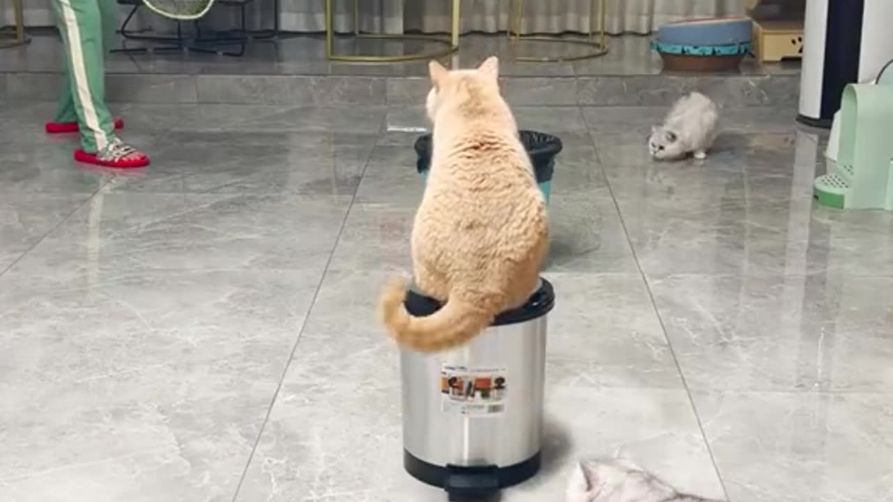 Cat play Badmantian and show good skills